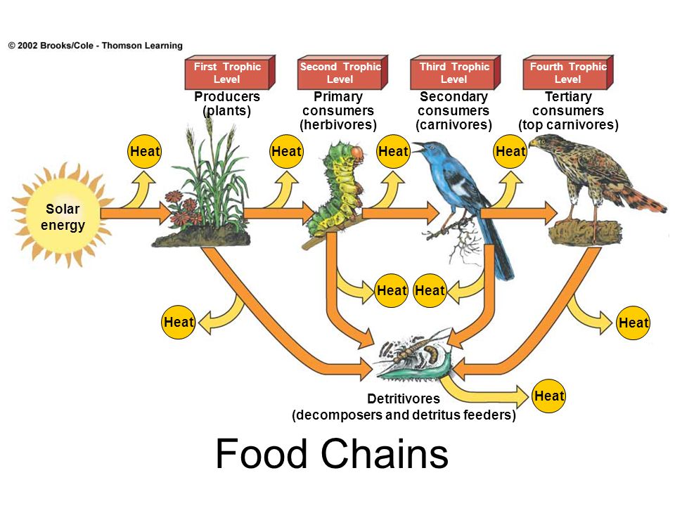 fox-food-chain-to-plant